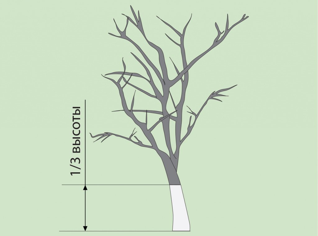 Как разводить известь для побелки деревьев пропорции