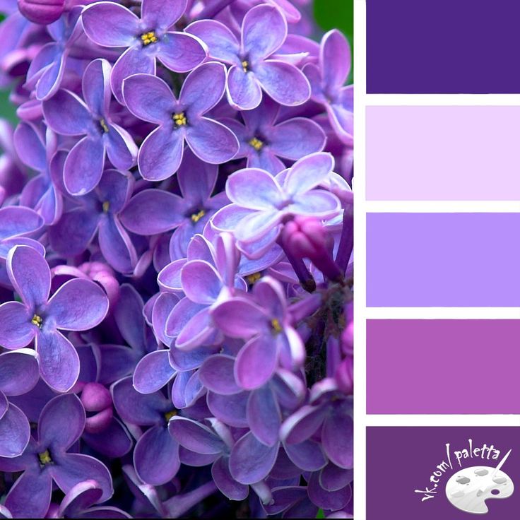 Какие цвета смешать, чтобы получить фиолетовый цвет?