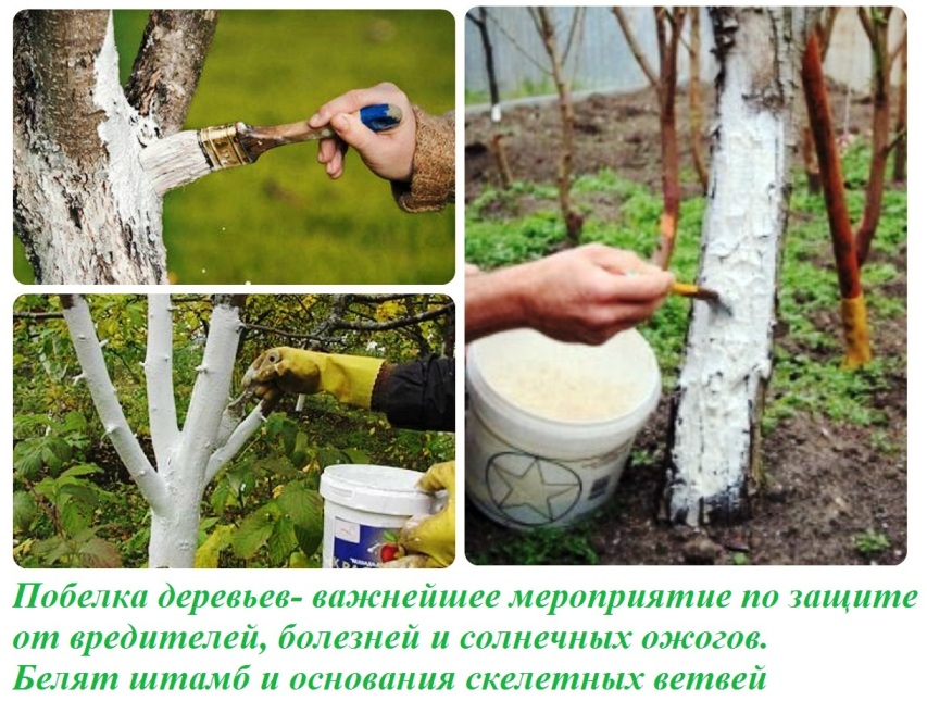 Правильная покраска плодовых деревьев весной. советы опытных садовников