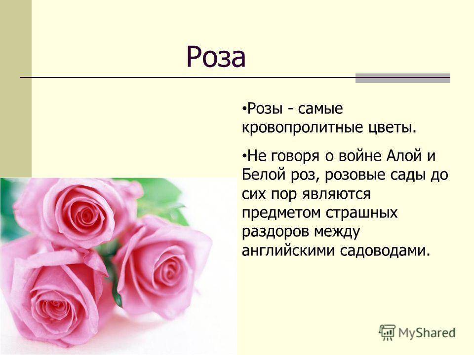 Насчет цветов. Интересные факты о Розе. Интересный факт про рощу. Интересные факты о розах цветах. Интересные факты о Розе цветке.