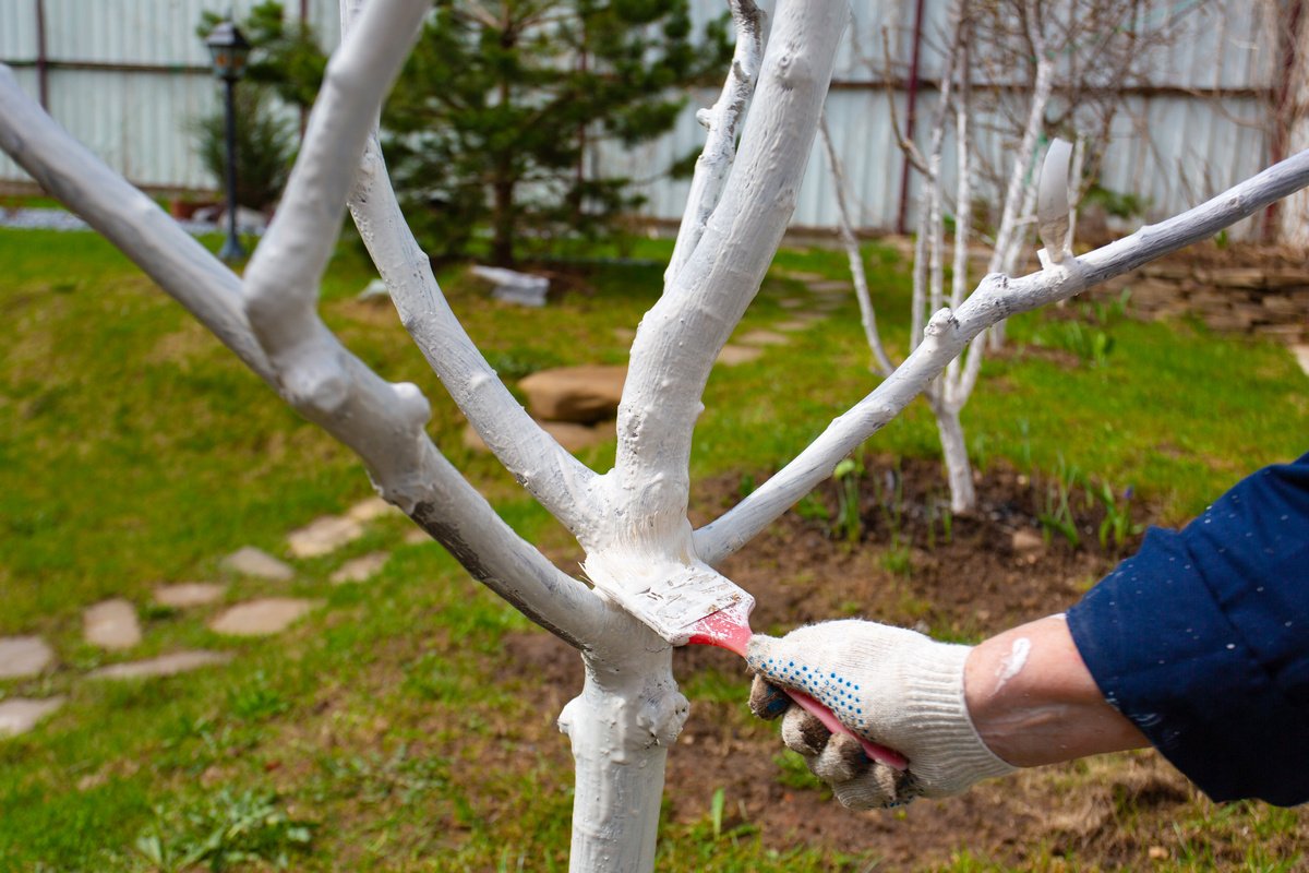 Белить или не белить? нужно ли весной белить деревья?. фото — ботаничка