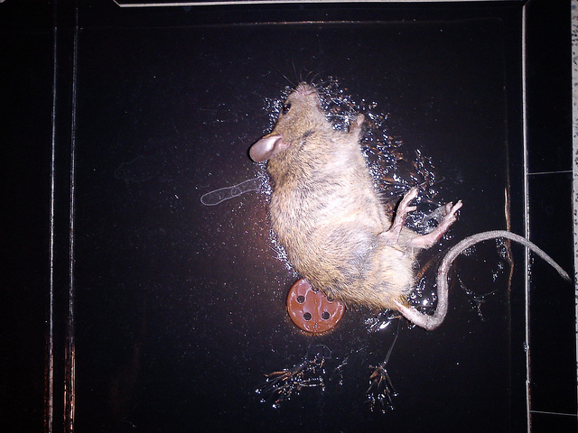 Чем отмыть клей от мышей